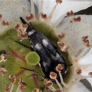 Mordellidae (family) (Unidentified pintail or tumbling flower beetle) at Melba, ACT by kasiaaus