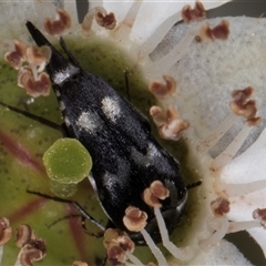 Mordellidae (family) at Melba, ACT - 17 Dec 2024 07:46 AM