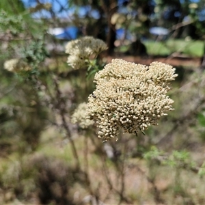 Cassinia longifolia (Shiny Cassinia, Cauliflower Bush) at Tirrannaville, NSW by trevorpreston