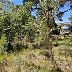 Cassinia longifolia at Tirrannaville, NSW - 20 Dec 2024 02:24 PM