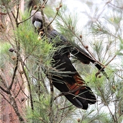 Calyptorhynchus lathami lathami (Glossy Black-Cockatoo) at Mittagong, NSW - 5 Nov 2021 by GITM3