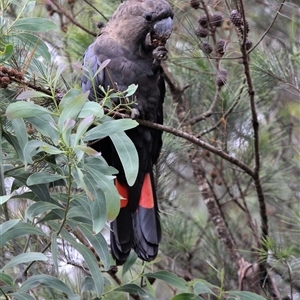 Calyptorhynchus lathami lathami at Mittagong, NSW - 6 Nov 2021