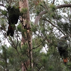 Calyptorhynchus lathami lathami at Mittagong, NSW - suppressed