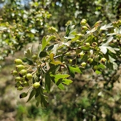 Crataegus monogyna (Hawthorn) at Tirrannaville, NSW - 20 Dec 2024 by trevorpreston