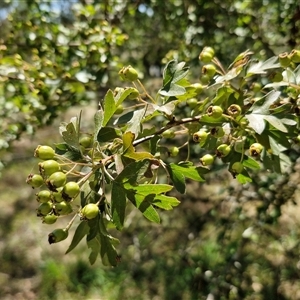 Crataegus monogyna at Tirrannaville, NSW by trevorpreston