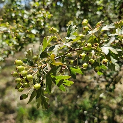 Crataegus monogyna (Hawthorn) at Tirrannaville, NSW - 20 Dec 2024 by trevorpreston