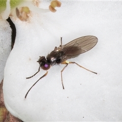 Hydrellia sp. (genus) (Lawn or Pasture Fly) at Melba, ACT - 17 Dec 2024 by kasiaaus