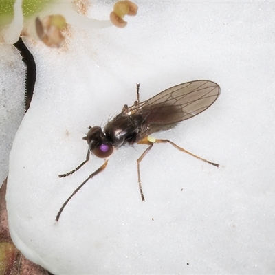 Hydrellia sp. (genus) at Melba, ACT - 16 Dec 2024 by kasiaaus