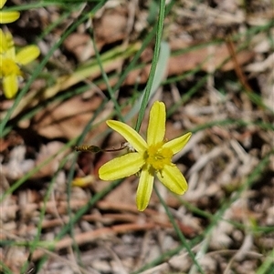 Tricoryne elatior (Yellow Rush Lily) at Tirrannaville, NSW by trevorpreston