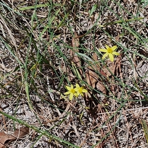 Tricoryne elatior at Tirrannaville, NSW - 20 Dec 2024