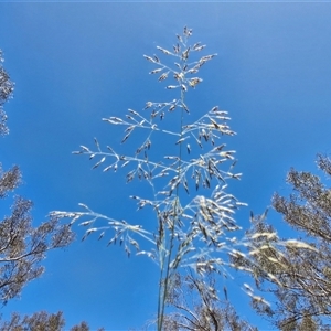 Eragrostis curvula (African Lovegrass) at Tirrannaville, NSW by trevorpreston