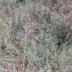 Eragrostis curvula at Tirrannaville, NSW - 20 Dec 2024