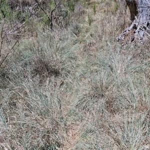 Eragrostis curvula at Tirrannaville, NSW - 20 Dec 2024