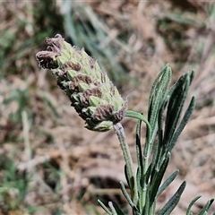 Lavandula stoechas (Spanish Lavender or Topped Lavender) at Tirrannaville, NSW - 20 Dec 2024 by trevorpreston