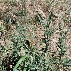 Lavandula stoechas at Tirrannaville, NSW - 20 Dec 2024