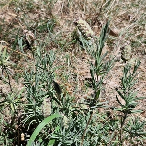 Lavandula stoechas at Tirrannaville, NSW - 20 Dec 2024