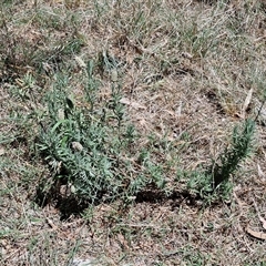 Lavandula stoechas at Tirrannaville, NSW - 20 Dec 2024