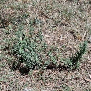 Lavandula stoechas at Tirrannaville, NSW - 20 Dec 2024 02:21 PM