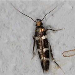 Limnaecia (genus) (A Cosmet moth (Cosmopteriginae) at Melba, ACT - 16 Dec 2024 by kasiaaus