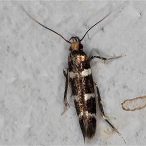 Limnaecia sp. (Limnaecia sp.) at Melba, ACT by kasiaaus