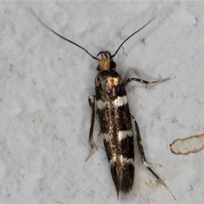 Limnaecia sp. (Limnaecia sp.) at Melba, ACT - 16 Dec 2024 by kasiaaus