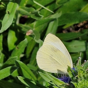 Pieris rapae (Cabbage White) at Tirrannaville, NSW by trevorpreston