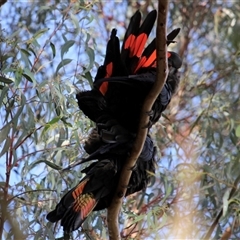 Calyptorhynchus lathami lathami (Glossy Black-Cockatoo) at Mittagong, NSW - 6 Nov 2021 by GITM3