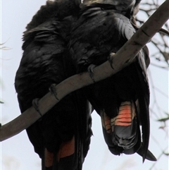 Calyptorhynchus lathami lathami at Mittagong, NSW - 7 Nov 2021