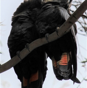 Calyptorhynchus lathami lathami at Mittagong, NSW - 7 Nov 2021