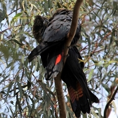 Calyptorhynchus lathami lathami at Mittagong, NSW - 7 Nov 2021