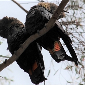 Calyptorhynchus lathami lathami at Mittagong, NSW - 7 Nov 2021