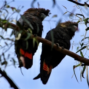 Calyptorhynchus lathami lathami at Mittagong, NSW - 7 Nov 2021