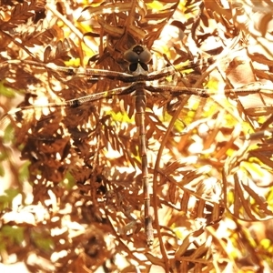 Telephlebia brevicauda (Southern Evening Darner) at Paddys River, ACT by JohnBundock