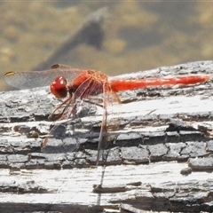 Diplacodes haematodes (Scarlet Percher) at Paddys River, ACT - 20 Dec 2024 by JohnBundock