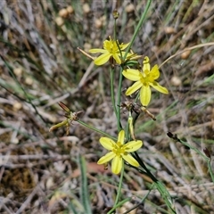 Tricoryne elatior (Yellow Rush Lily) at Parkesbourne, NSW - 20 Dec 2024 by trevorpreston