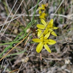 Tricoryne elatior at Parkesbourne, NSW - 20 Dec 2024