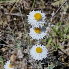 Leucochrysum albicans subsp. tricolor at Parkesbourne, NSW - 20 Dec 2024 by trevorpreston