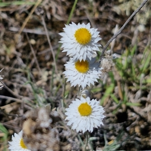 Leucochrysum albicans subsp. tricolor (Hoary Sunray) at Parkesbourne, NSW by trevorpreston