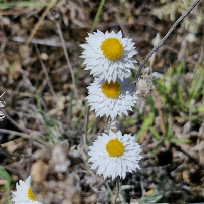 Leucochrysum albicans subsp. tricolor at Parkesbourne, NSW - 20 Dec 2024 by trevorpreston