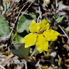 Goodenia hederacea subsp. hederacea at Parkesbourne, NSW - 20 Dec 2024 by trevorpreston