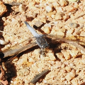 Orthetrum caledonicum (Blue Skimmer) at Kambah, ACT by JohnBundock