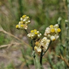 Pseudognaphalium luteoalbum (Jersey Cudweed) at Breadalbane, NSW - 20 Dec 2024 by trevorpreston