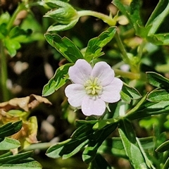 Unidentified Other Wildflower or Herb at Breadalbane, NSW - 20 Dec 2024 by trevorpreston