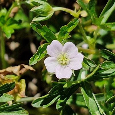 Unidentified Other Wildflower or Herb at Breadalbane, NSW - 20 Dec 2024 by trevorpreston