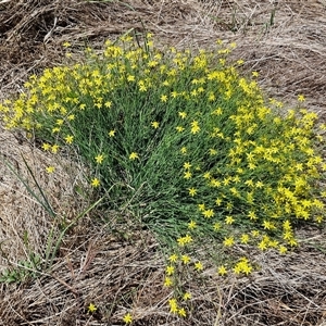 Tricoryne elatior (Yellow Rush Lily) at Breadalbane, NSW by trevorpreston