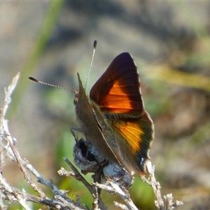 Paralucia aurifera at West Hobart, TAS by VanessaC