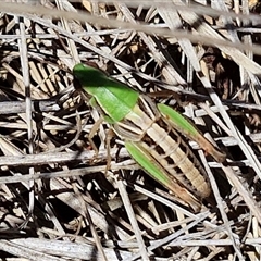 Praxibulus sp. (genus) (A grasshopper) at Breadalbane, NSW - 20 Dec 2024 by trevorpreston