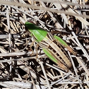 Praxibulus sp. (genus) (A grasshopper) at Breadalbane, NSW by trevorpreston