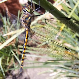 Hemicordulia australiae (Australian Emerald) at Watson, ACT by abread111