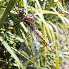 Hemicordulia australiae at Watson, ACT - 20 Dec 2024 10:03 AM